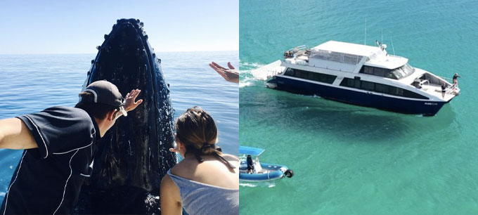 Tasman Venture Remote Fraser Island and Whales